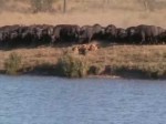 La legge della savana…