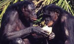 bonobo-offerta-cibo